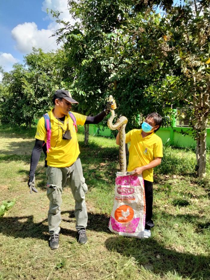 วันที่ 29 กันยายน 2564 เทศบาลตำบลหนองบัวสะอาดได้รับการประสานจาก โรงเรียนบ้านหนองพลวง ให้ช่วยจับงูเหลือม เพื่อปล่อยคืนสู่ป่าโคกขี้เห็น